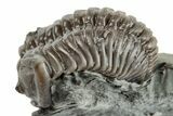 Partially Enrolled Flexicalymene Trilobite - Ohio #201131-1